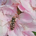 Scaeva pyrastri female, hoverfly, Alan Prowse